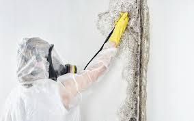 Best Attic Mold Removal  in Mission Viejo, CA